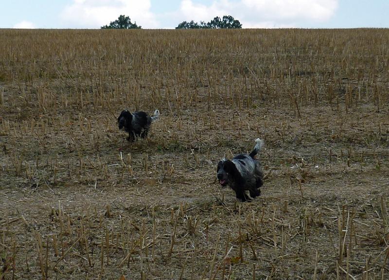 V honitbe-Naira a Domik.JPG